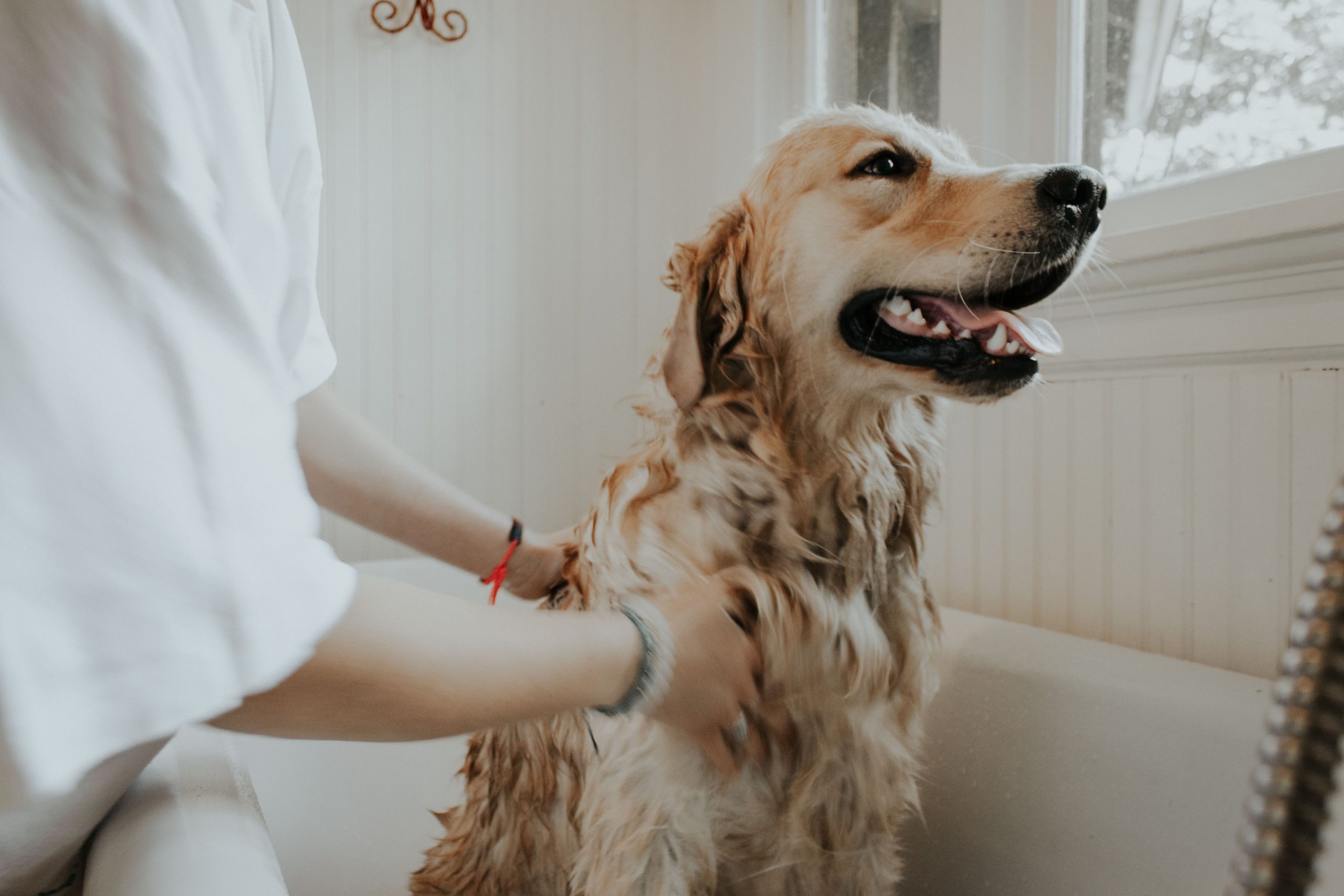 How often should I bathe my dog?